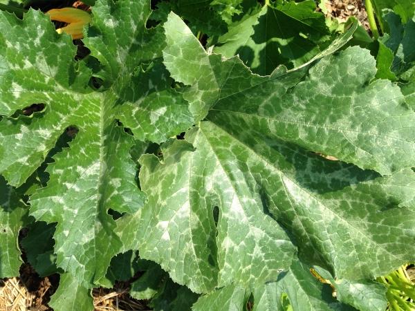 silver or gray spots on zucchuni leaves