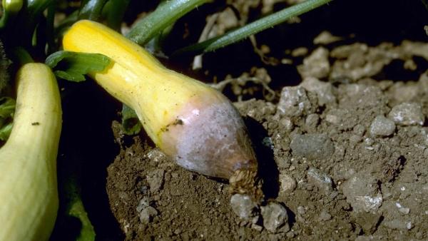 bottom of a yellow squash is moldy and mushy