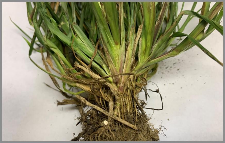 Base of stem flattened on yellow foxtail