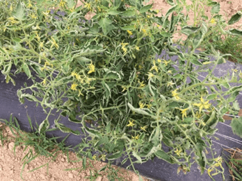 infected tomato plants