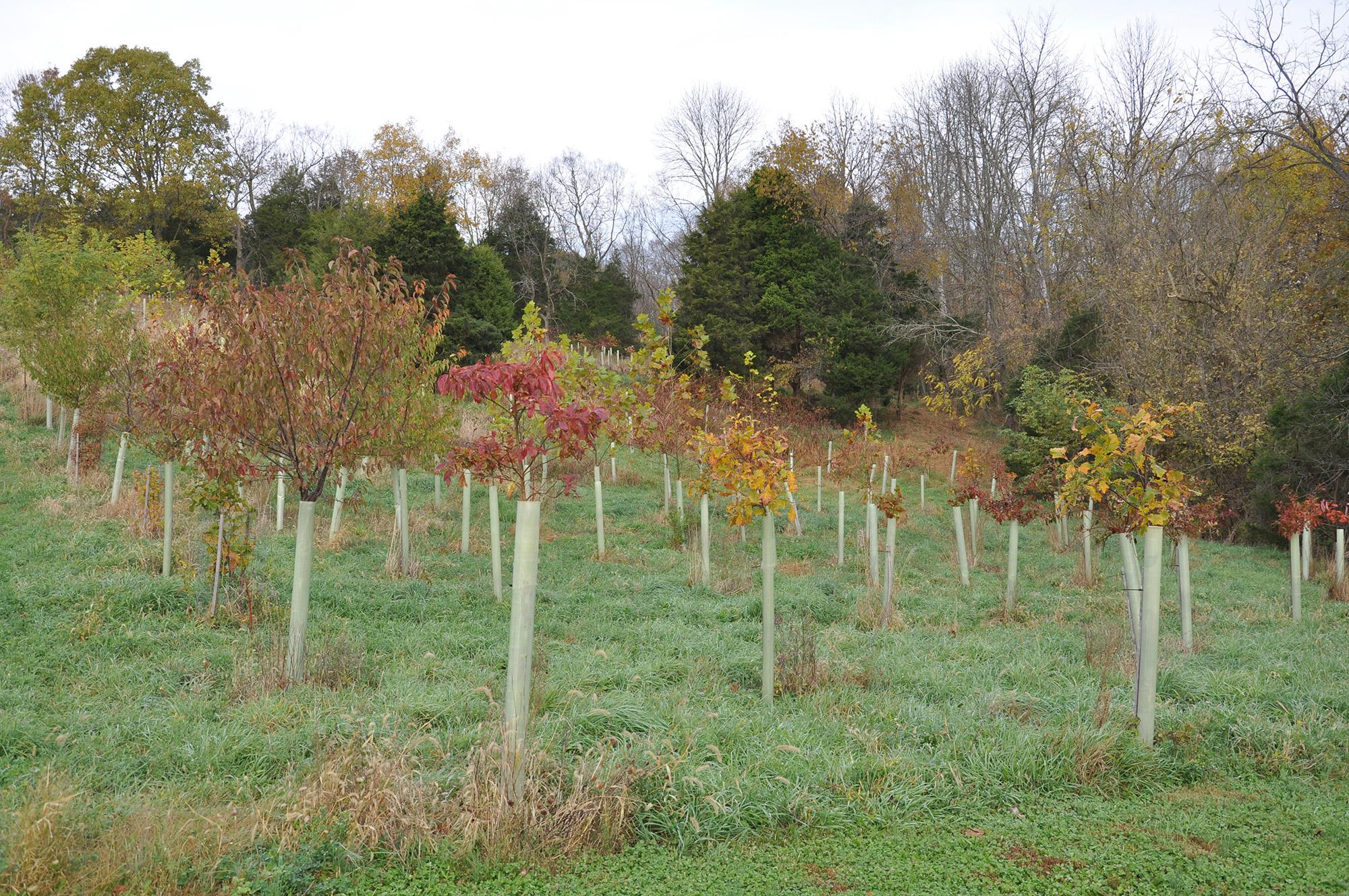 Early growth of planted trees with tree shelters.