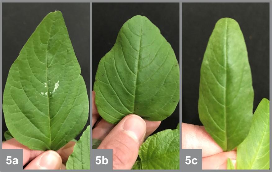 Leaves of Palmer amaranth (a), smooth pigweed (b), and waterhemp (c).