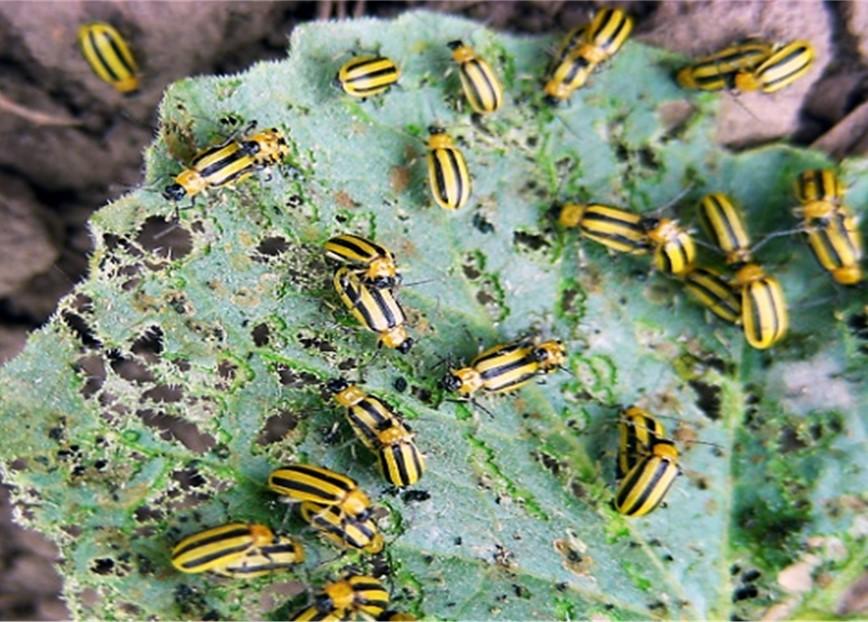 Striped Cucumber Beetles