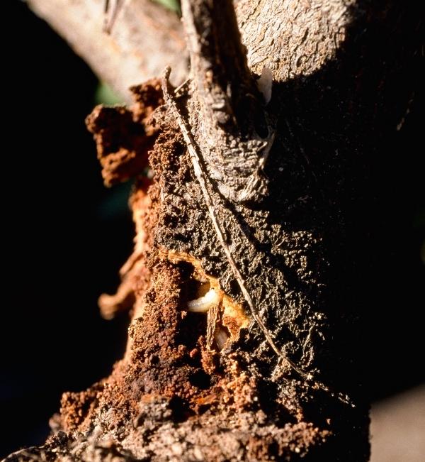 a closeup of a caterpillar inside the trunk of a cherry laurel shrub - causing a hole and sawdust- this is a peachtree borer