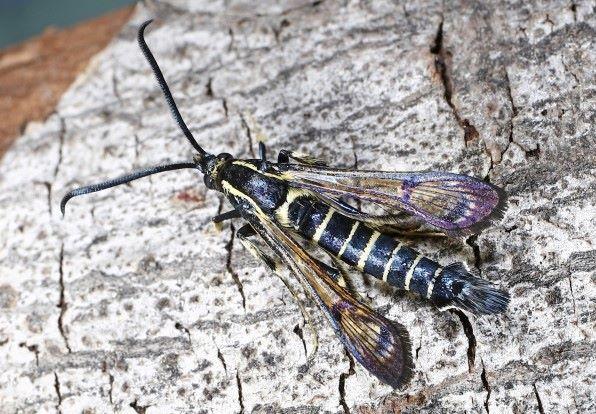 a moth shaped insect with a black and white striped body and clear wings - this is an adult male peachtree borer