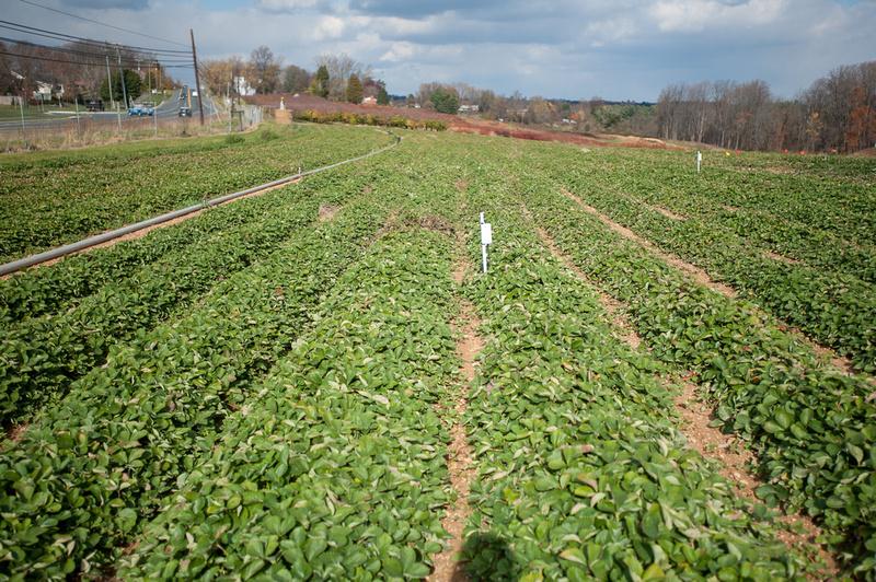 Strawberry field