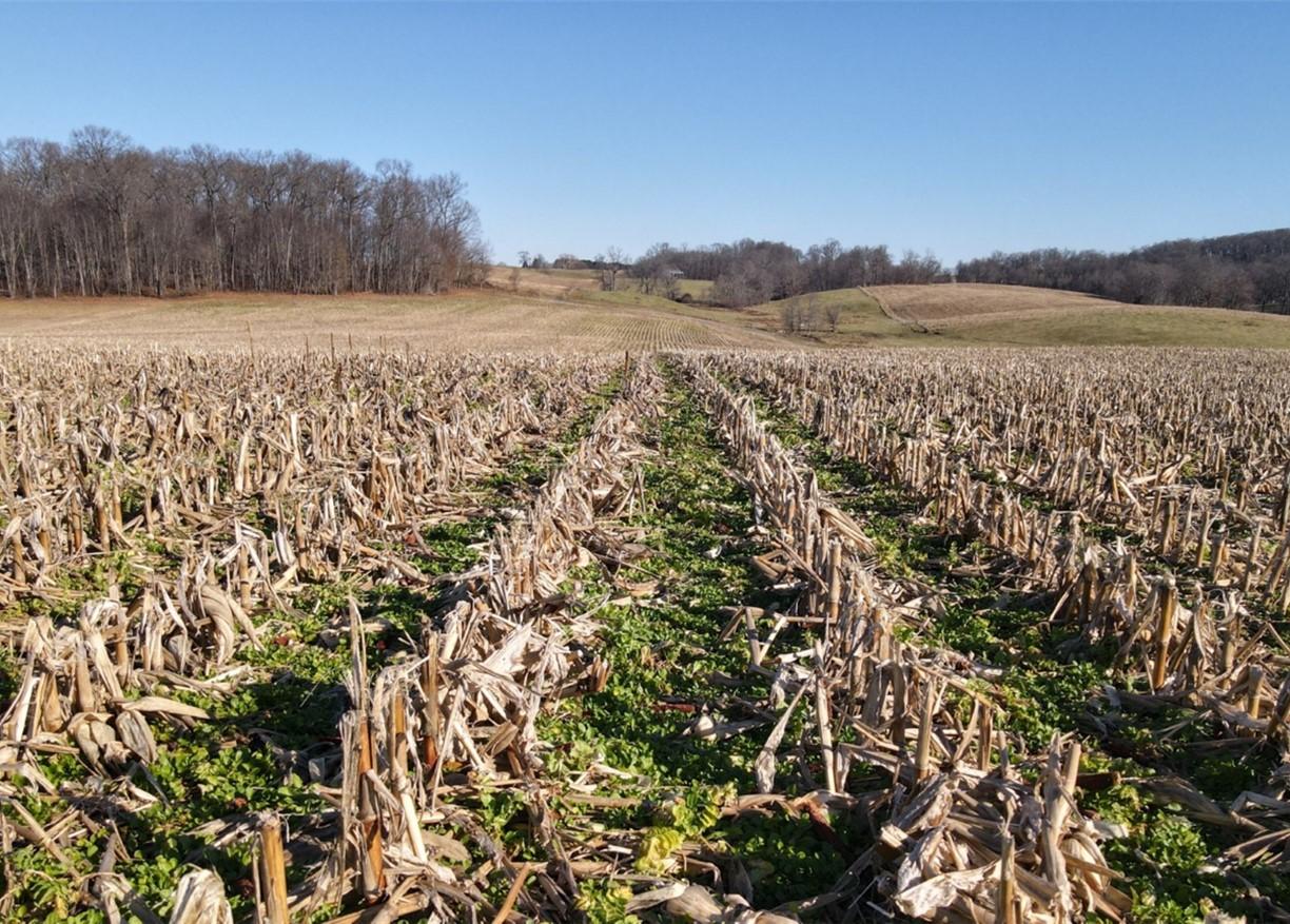 Harvested corn field