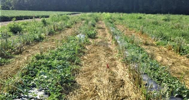 crop of field oats