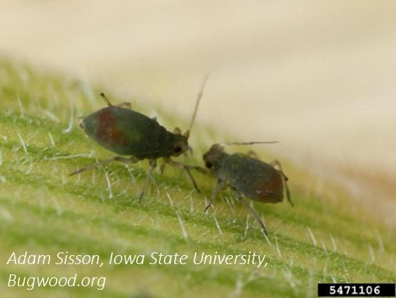 Bird cherry-oat aphids