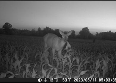 Trail camara image of a deer.