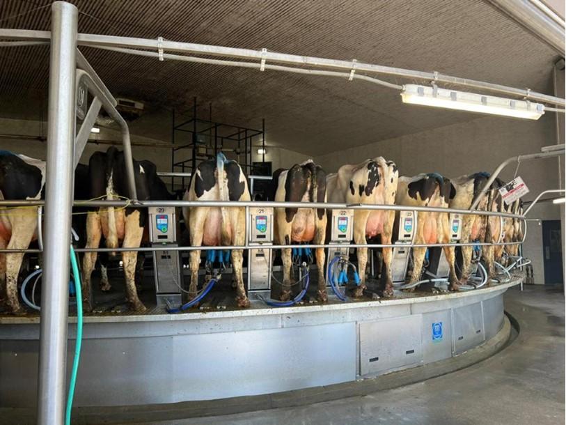 Robotic Rotary Milking