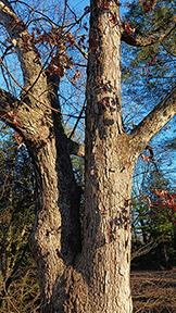 White Oak (Quercus alba)