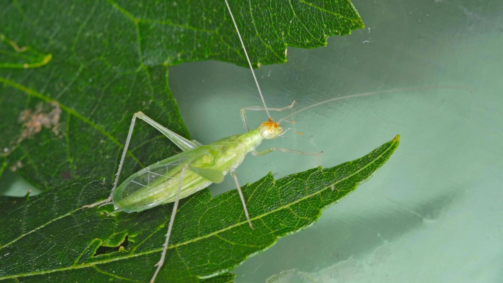 Adult snowy tree cricket