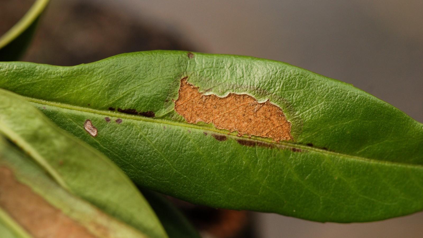 Brown scraped leaf damage from a tree cricket