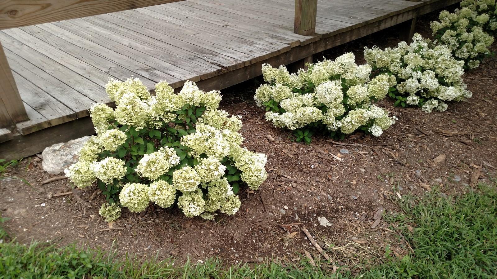 Dwarf panicle hydrangea shrubs