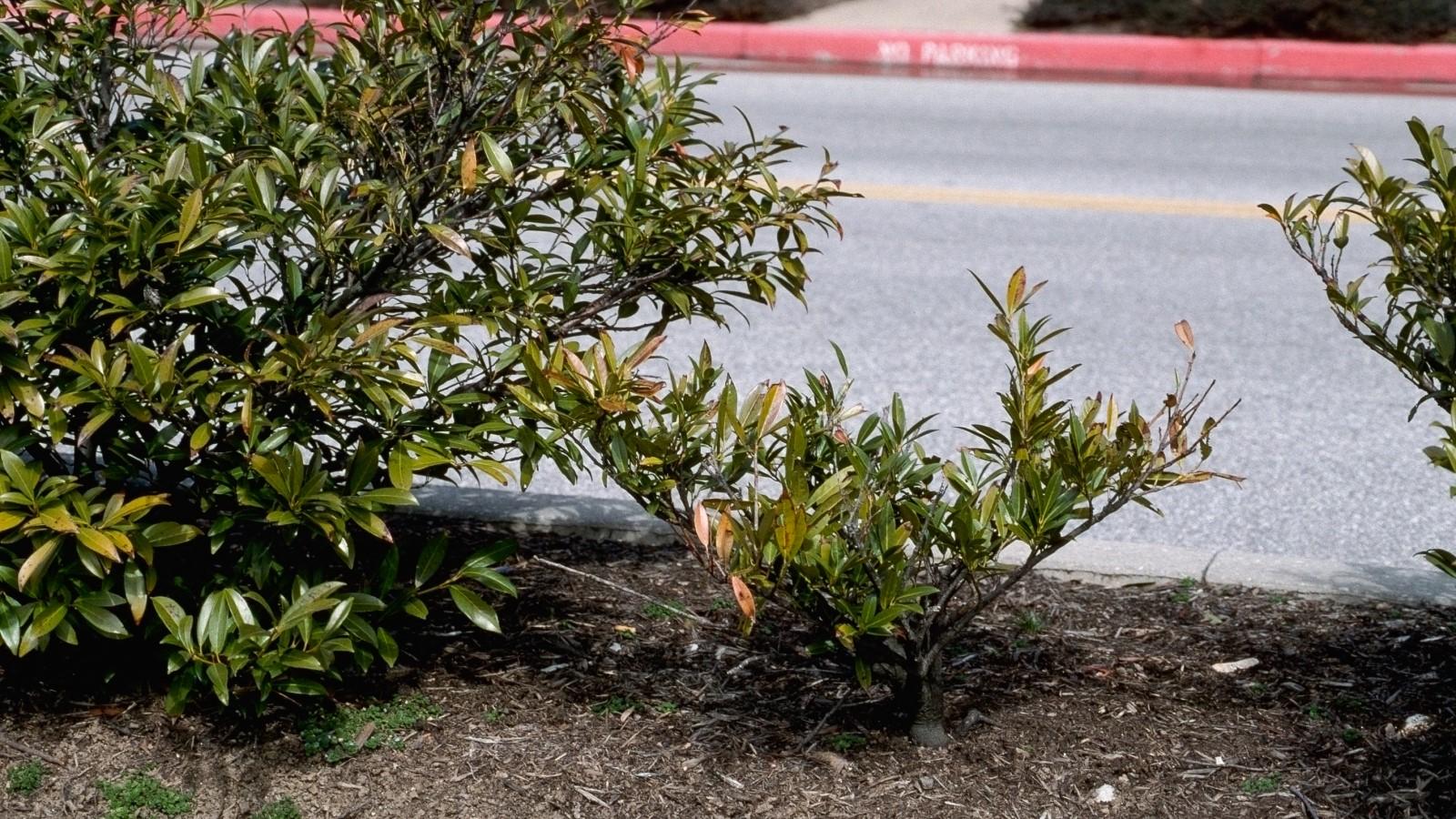 Stunted cherry laurel shrub