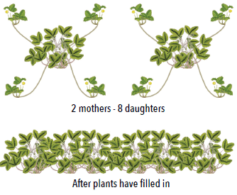 june-bearing strawberries are planted with mothers in the middle and daughter plants on the side