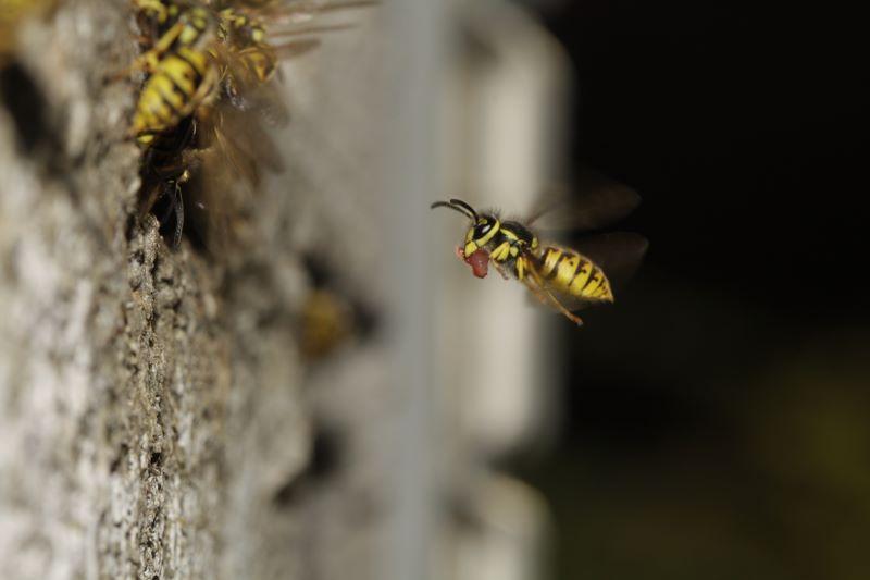 a flying yellowjack is carrying food in its mouth