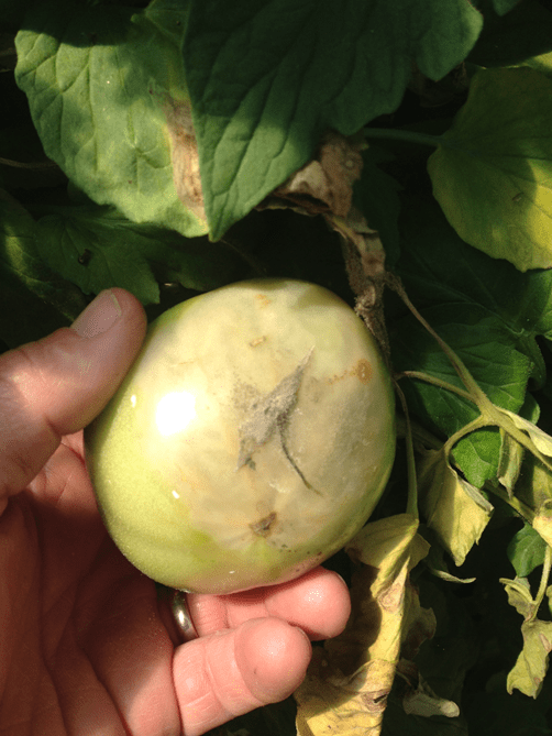 Boytrytis on tomato