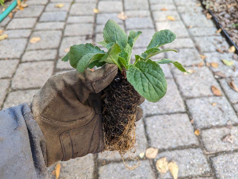 a small native plant seedling - plug