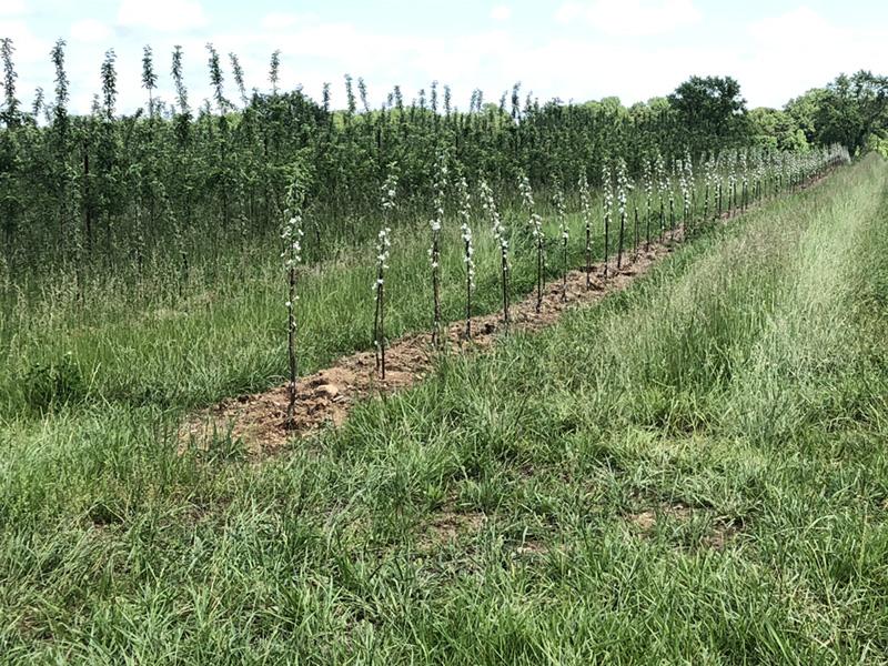 New planting block of apple trees 