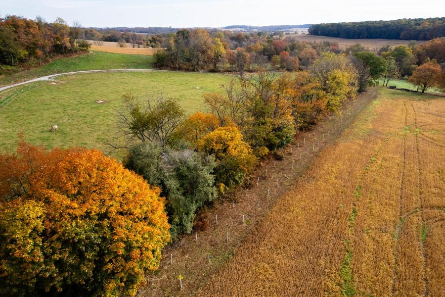 Young planted trees stand next to mature trees between pastures and fields on a farm near Leibs Creek in Stewartstown, PA. Photo by Will Parson/Chesapeake Bay Program