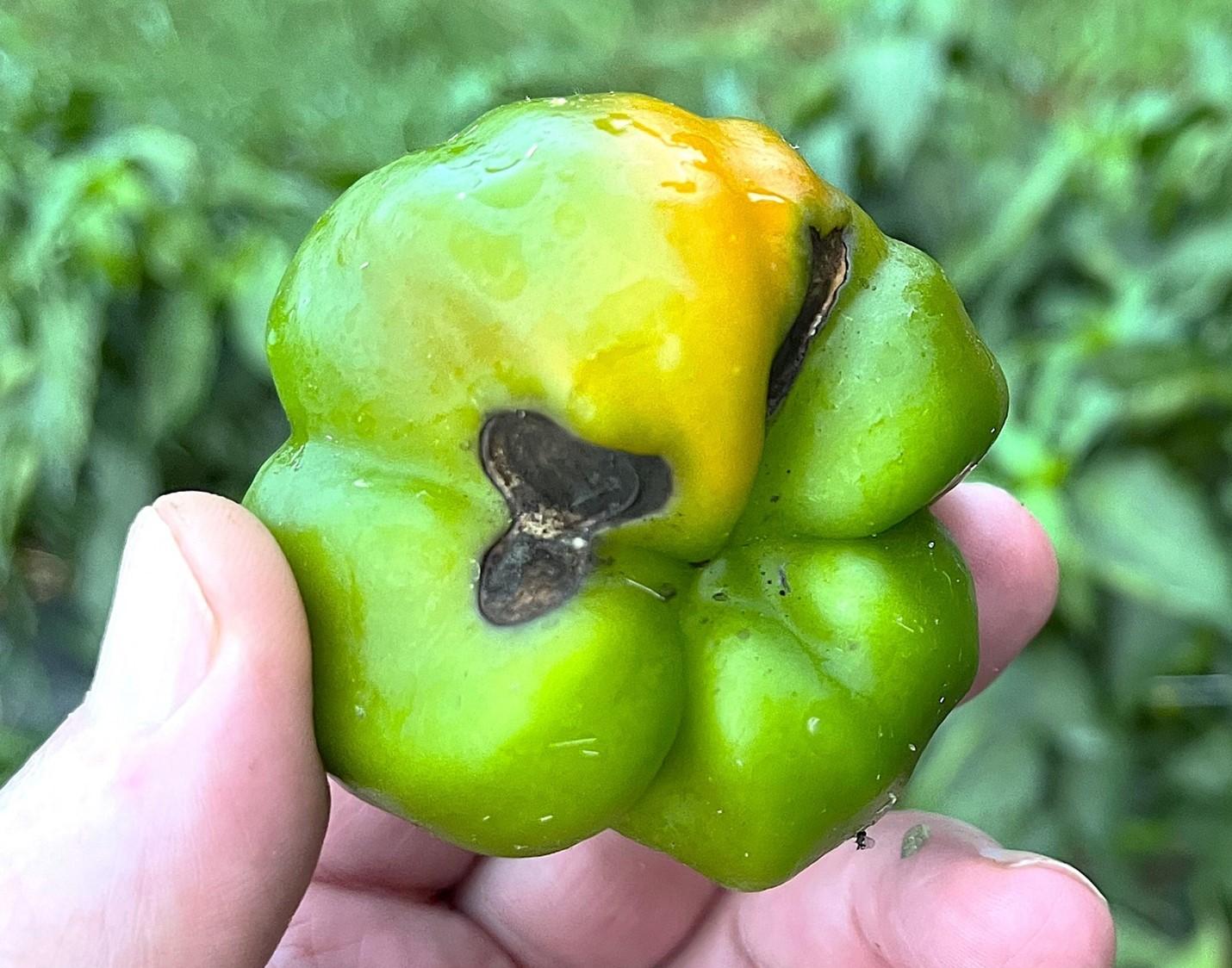 Blossom rot on the bottom of a green pepper