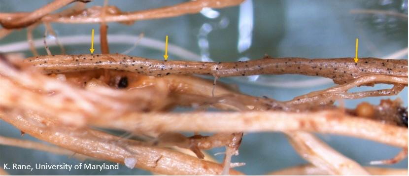 Black dots on tomato root