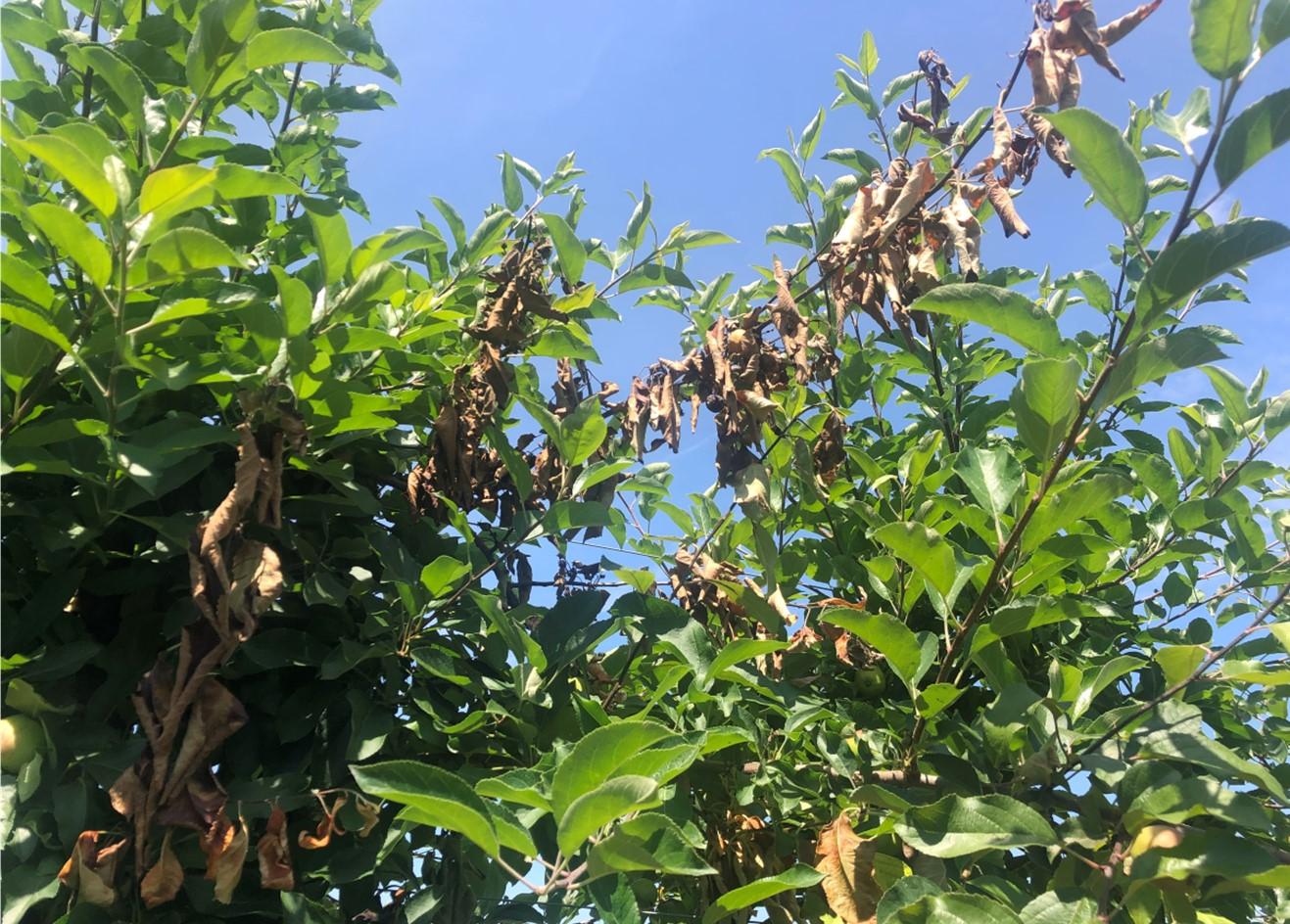 Apple trees with fireblight