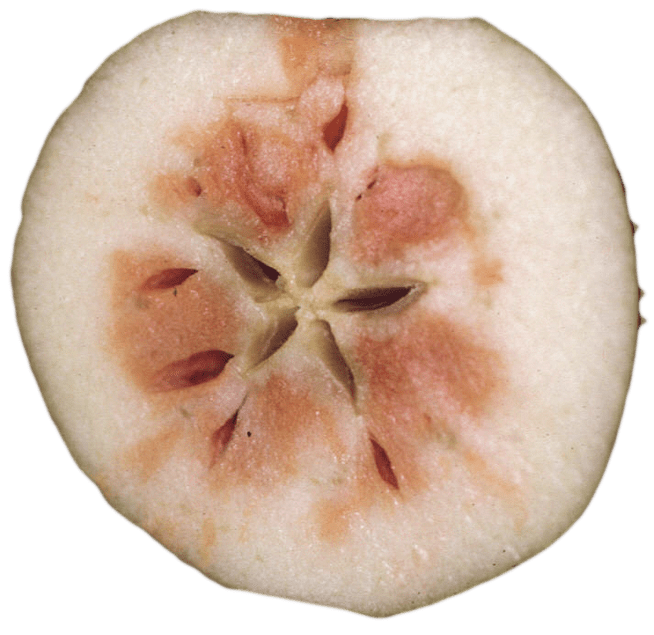 An apple cut in half with internal browning.