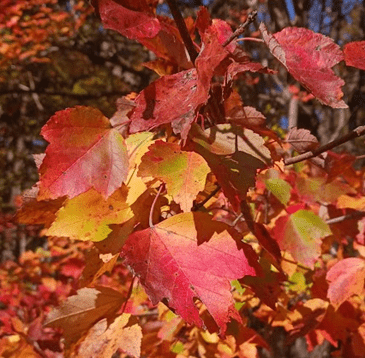 Red maple leaves can be brilliant in color, from deep reds to blaze orange and yellows. 