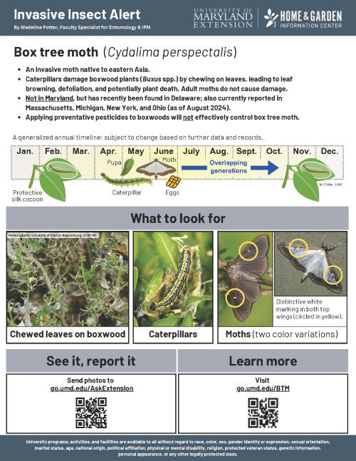 one page handout about box tree moth