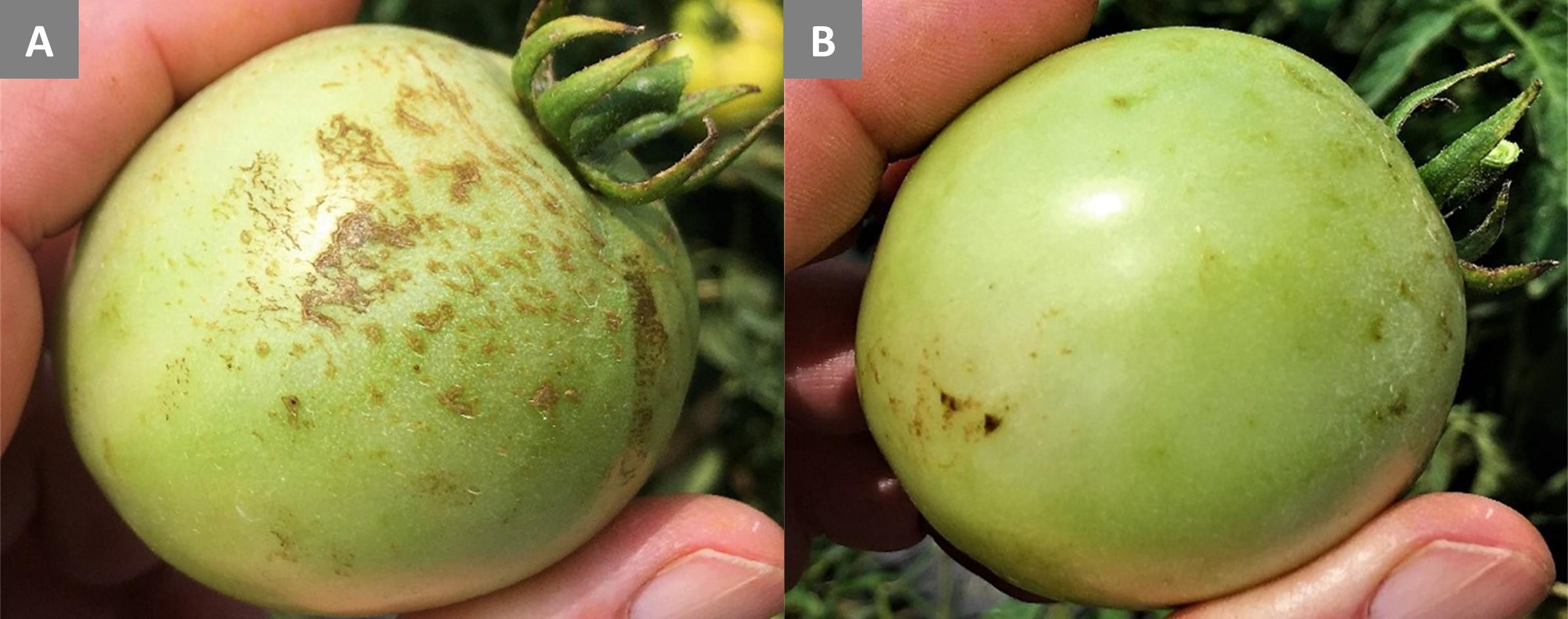 Exposed rain side of fruit (left) and the underside of same fruit (right)