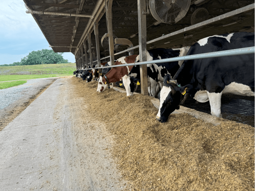 Dairy cows feeding on corn silage.