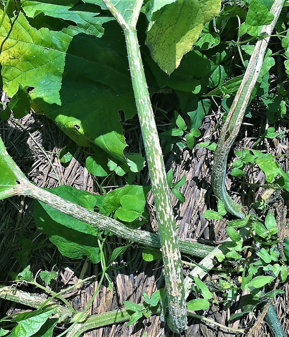  Fig. 2 Plectosporium on pumpkin leaf petioles-the petiole to the far right has split.