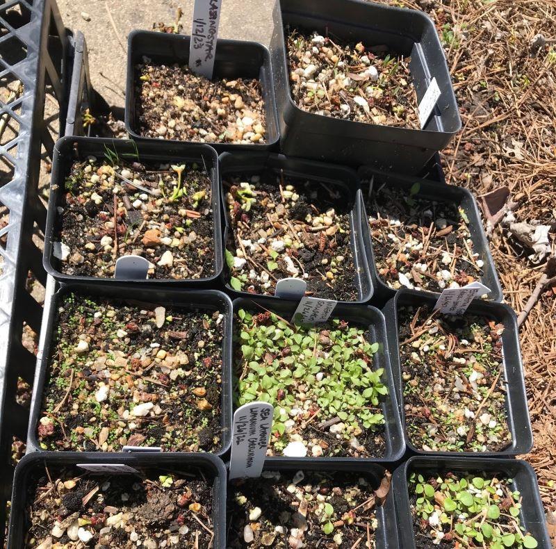 native seeds germinating in pots