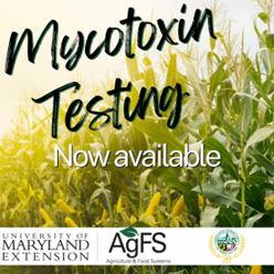 Corn field with text "Mycotoxin Testing-Now available"