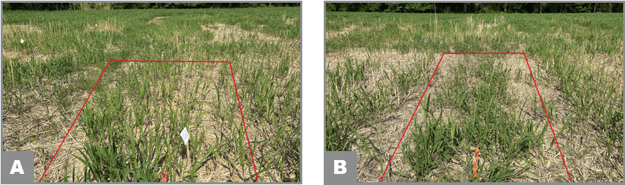 Density of a) non-treated vs b) 2 mowing followed by 2 herbicide treatments at spring green up in no-till.