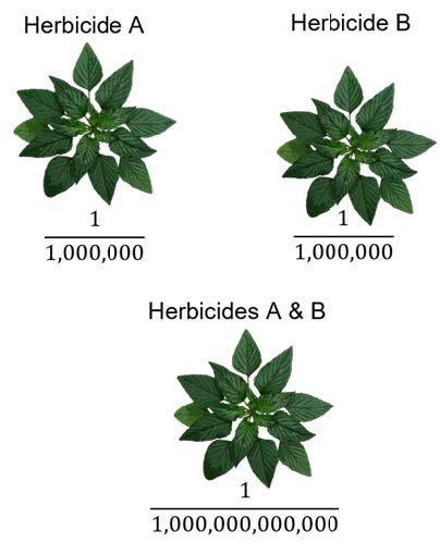 Example probabilities of developing resistance when using Herbicide A, Herbicide B, and Herbicides A and B. Using two different herbicide groups decreases the probability that a weed will become resistant to both herbicide groups.