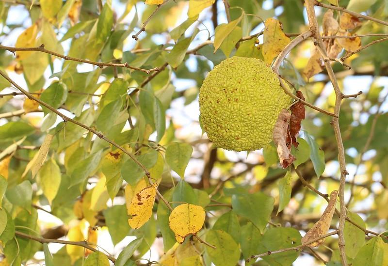 Osage-orange in Harford County, MD.  Photo by Dave Webb,  Maryland Biodiversity Project