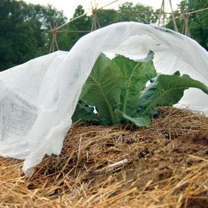 vegetable under row cover