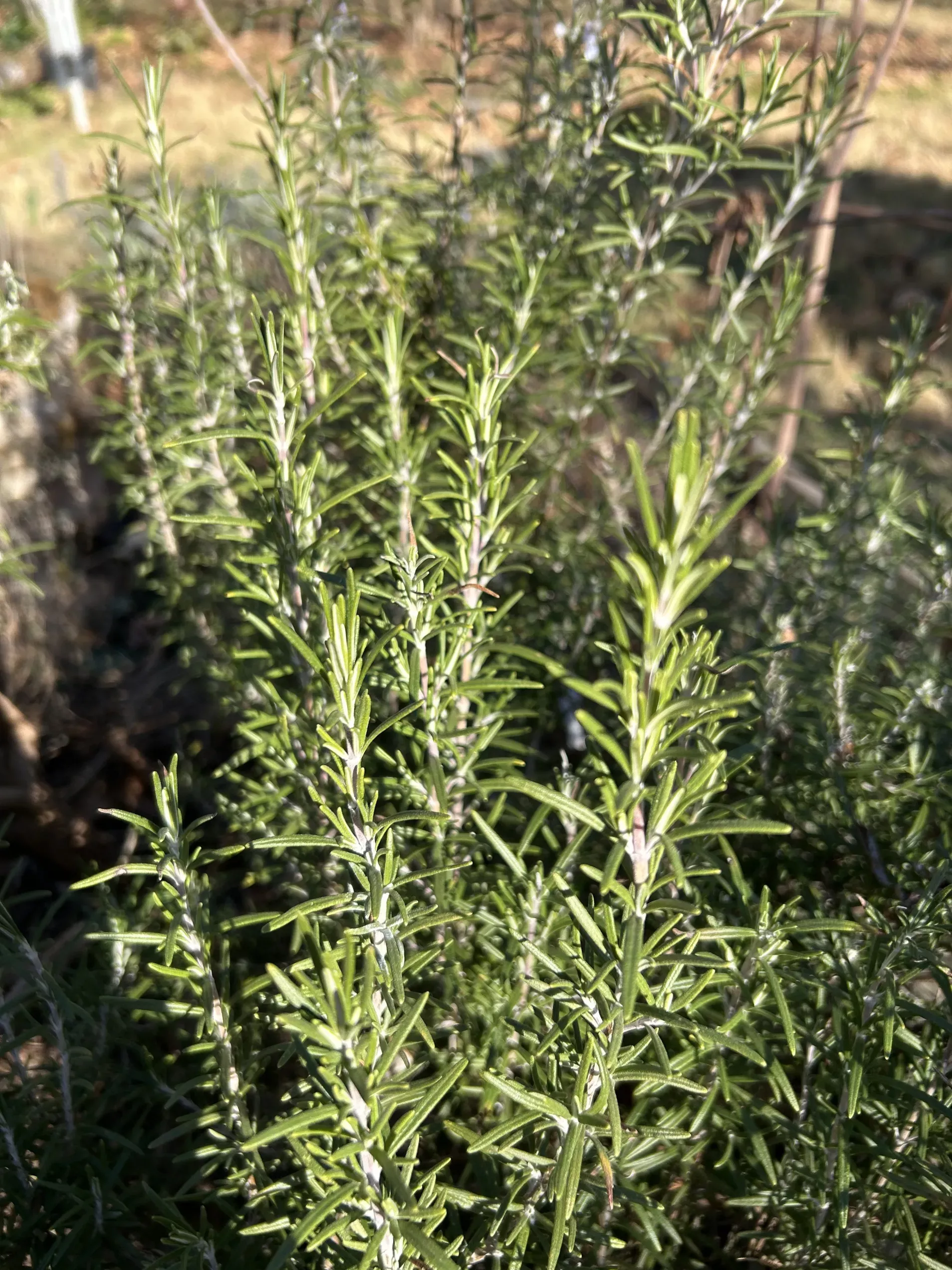 Closeup photo of a healthy green rosemary plant.